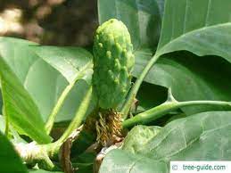 Free shipping on orders over $25 shipped by amazon. Cucumber Tree Yale Nature Walk