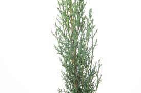 Image result for Cupressus torulosa