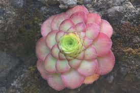 Image result for Kalanchoe hametiorum