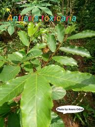 Image result for Antiaris toxicaria