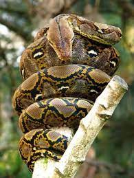 Reticulated Python Reticulated Python Reptiles Facts Reptiles