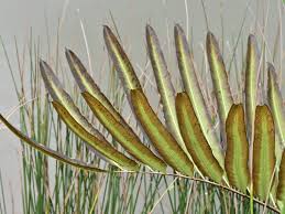 Image result for Acrostichum aureum