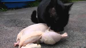 He litteraly are the head, feet, and then the tail. Can Cats Eat Raw Chicken Health Risks And Benefits Meow Guide