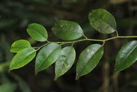 Image result for Ellipanthus