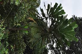 Image result for Anthocleista vogelii