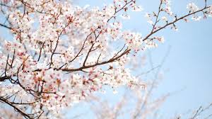 Free Download Cherry Blossom Wallpaper White Cherry Blossom Background Cherry Blossom Wallpaper Cherry Blossom Pictures Tons of awesome cherry blossom desktop background to download for free. free download cherry blossom wallpaper