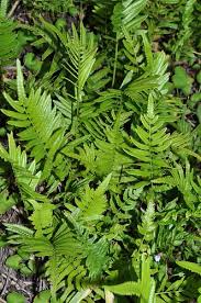 Image result for Thelypteridaceae