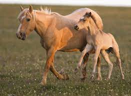 wild mustangs burros and pro horse advocates care2 groups beautiful horses wild wild animals pictures horses
