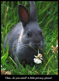 Rabbits are the regular grazers and for the reason that they are herbivores they primarily feed on leafy weeds, forbs, and grass. Rabbits Are Eating My Spring Tulips Bobbex