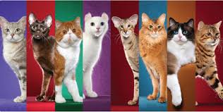 I'm trying to figure out home much i need to pay. 2019 Rocky Mountain Roundup Tica Cat Show 1 Jun 2019