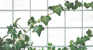 Fall • perfoliate leaves at base of flowers and. The Top 5 Fastest Growing And Flowering Texas Vines Buzz