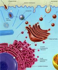 What is the function of the vesicle in an animal cell. Vesicles Transport Information