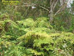 Image result for Pteris