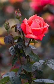 La Gran Epoca - Esta hermosa flor para ti, ¡que tengas un ...