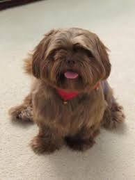 Solid Liver Shih Tzu Ollie Adopted From Lonestar Shih Tzu And Lhasa Apso Rescue Houston Texas Lhasa Apso Shih Tzu Puppy Really Cute Puppies