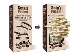 Sustratos inoculados ya listos para empezar a producir setas en poco más de una semana. Cultivo De Setas En Casa Como Hacerlo