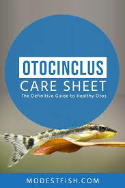 Otocinclus Care Sheet Your Definitive Guide To Healthy And Happy Otos Tropical Fish Aquarium Betta Fish Care Tropical Freshwater Fish