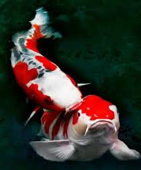 Ikan adalah hewan yang bisa dijadikan sebagai komoditas konsumsi dan juga sebagai ikan hias. Cara Memelihara Ikan Koi Di Aquarium Steemit
