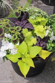 Include a little slow release fertilizer such as osmocote. Designing Gardens With Fine Foliage Plants Garden Containers Container Gardening