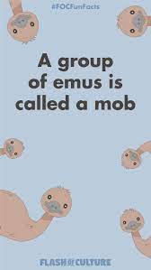A Group Of Emus Is Called A Mob Fun Fact Fun Facts For Kids Australia Fun Facts Fun Facts