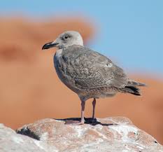 Image result for Glinus hirtus