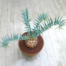 Image result for Encephalartos