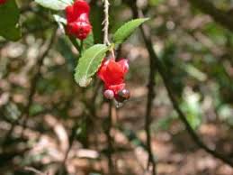 Image result for Ochna atropurpurea