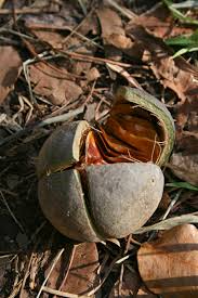 Image result for Khaya anthotheca