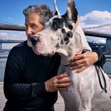 An A-List Animal Trainer Prepares a Great Dane for His Film Début | The New  Yorker