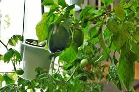 I am considering buying a tower garden (towergarden.com). Indoor Garden Systems Promote Sustainability And Food Accessibility At Mcgill Mcgill Reporter