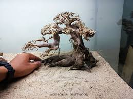 Bonsai Driftwood Best Used For Aquarium Nature Aquarium Bonsai Layout Creating Mini Landscape Reptile Terrarium Fish Tank Arowana Tank Made From Totall