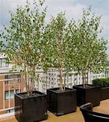 Pin By Magentaview On Dachgarten In 2020 With Images Birch Trees Garden Roof Garden Potted Trees
