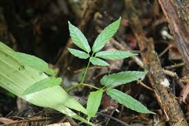 Image result for Cayratia gracilis