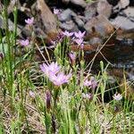 Image result for Hesperantha petitiana