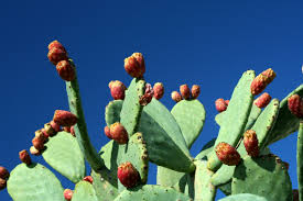 Con il termine fico d'india (scritto anche come un'unica parola, ficodindia) s'intende sia la pianta appartenente alla specie delle cactacee che il frutto generato dalla stessa. Fico Essere Buoni Azienda Che Trasforma I Fichi D India Gambero Rosso