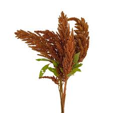 Image result for Amaranthus