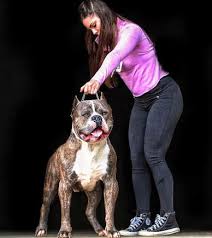 Lhasa apso puppies for sale in nc. Best Pit Bull Breeders In Texas Pet Service