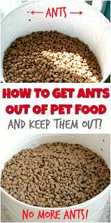 Your cat's food stays undisturbed by bugs and ants because they can't get to it. How To Get Ants Out Of Pet Food And Keep Them Out
