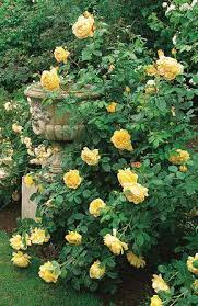 Golden Celebrations David Austin Roses Shrub Roses English Roses