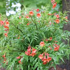 Image result for Tecoma