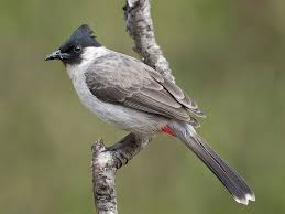 Bird That Sounds Like A Car Alarm At Night Sooty Headed Bulbul Pycnonotus Aurigaster Bulbul Bird Species Blue Bird