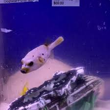 Seascape pet store sarasota fl. Seascape Aquarium Pet Center Home Facebook