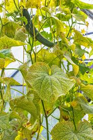 Image result for spider mites on cucumbers