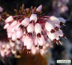 Erica Spp Flower Names Best Flower Wallpaper