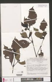 Image result for Psychotria ealaensis