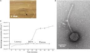 S.s.sahoo would love your feedback! Frontiers Lytic Bacteriophage Efa1 Modulates Hct116 Colon Cancer Cell Growth And Upregulates Ros Production In An Enterococcus Faecalis Co Culture System Microbiology