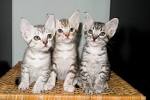 Cats for Adoption Near Ashburn, VA | Petfinder