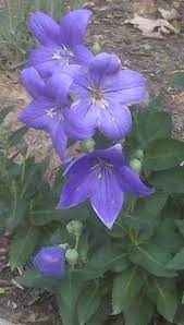 Balloon Flower Chinese Bellflower Balloon Flowers Flower Garden Garden Guide