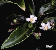 Image result for Myrsinaceae