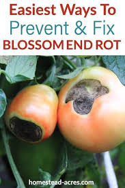 Blossom End Rot On Tomatoes Prevent Treat And Reverse In 2020 Tips For Growing Tomatoes Blossom End Rot Tomatoes Tomatoes Plants Problems